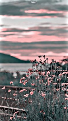 pink flowers are growing in front of a fence and water with mountains in the background