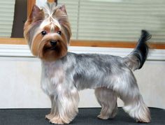 a small dog standing on top of a black table next to a white and gray wall