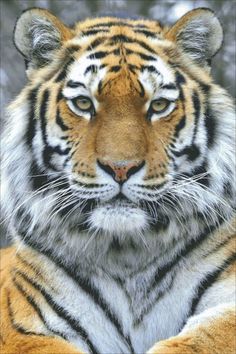 a close up of a tiger laying down