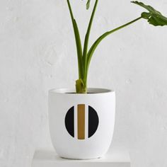 a plant in a white vase with an orange stripe on it