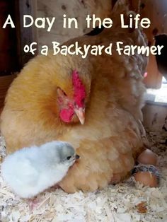 an image of a chicken and its chickling on the ground with text that reads, a day in the life of a backyard farmer