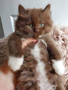 a fluffy cat is being held by someone