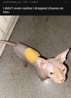 a sphydrah cat with yellow patches on it's head and tail