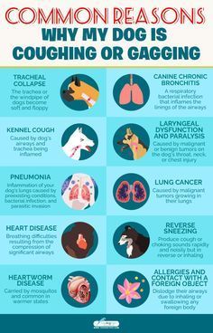 a poster with the words common reason why my dog is coughing or gagging