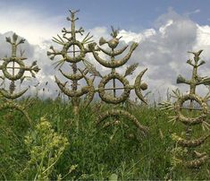 some strange looking plants in the middle of a grassy field with clouds in the background