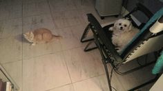 two dogs and a cat are sitting in a chair next to each other on the floor