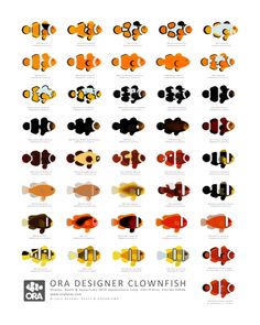 an image of different types of clown fish