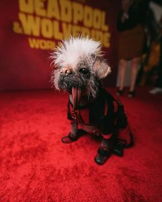 a small dog with white hair sitting on a red carpet