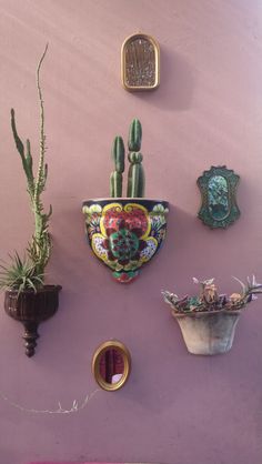 there are many potted plants on the wall next to each other, including cacti and succulents