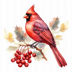 a red bird sitting on top of a branch with berries