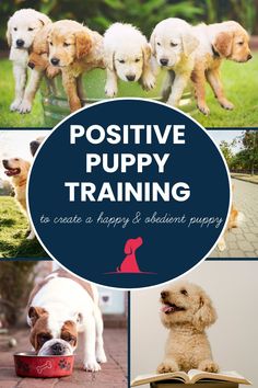 a collage of puppies with the words positive puppy training to create a happy and abundant puppy