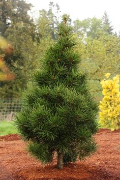 a small pine tree sitting on top of a dirt field