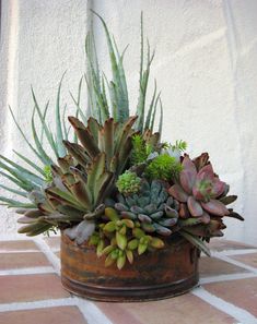 a potted plant with succulents and other plants