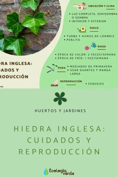 a poster with green leaves on it and the words in spanish are also written below