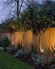 some trees and bushes are lit up by lights