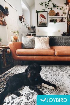 a black dog laying on top of a rug in front of a couch with pillows