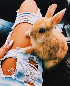 a rabbit is sitting on someone's leg in ripped jeans and has her legs crossed