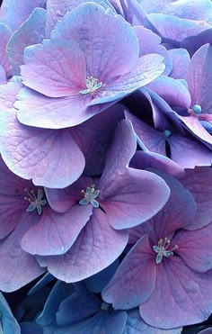 purple flowers with green leaves in the middle and blue petals at the bottom, on top of each other