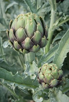 an artichoke is growing in the garden