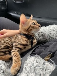 a cat sitting in the passenger seat of a car with its paw on someone's hand