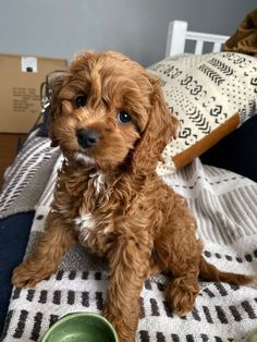 a small brown dog sitting on top of a bed next to a bowl and cup