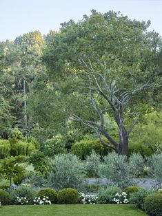 a lush green yard with trees and bushes in the background, surrounded by shrubbery