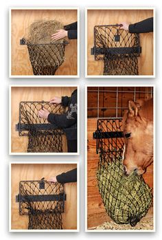 four pictures of a horse in a cage