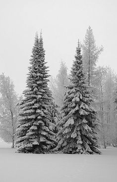 two snow covered evergreen trees in the middle of a snowy field with white snow on them