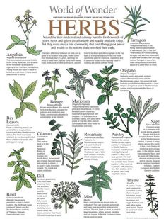 the world of wonder herbs poster is shown with different types of plants and their names