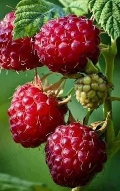 raspberries growing on the branch of a tree