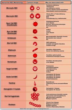 the different types of blood and their functions in each type of human body, including red blood