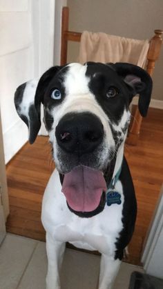 a black and white dog sitting in front of a door with its tongue hanging out