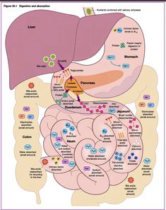 diagram of the human body and its major organs, including the liver, stomach, lungs,