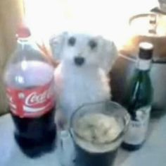 a small white dog sitting next to two soda bottles