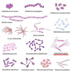 the structure and functions of an animal's nervous system stock photo image 518971