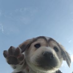 a close up of a dog's face with its paw raised in the air