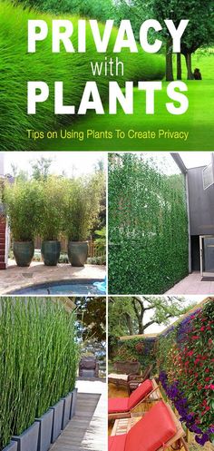 privacy with plants tips on using plants to create privacy in your yard and garden area