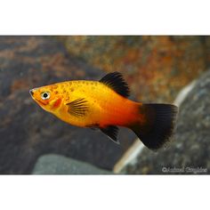 an orange and black fish swimming in the water