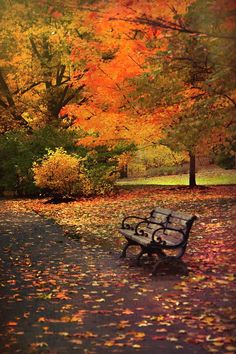 a park bench sitting in the middle of a leaf covered path next to trees with orange and yellow leaves on it