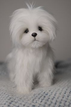 a small white dog sitting on top of a bed