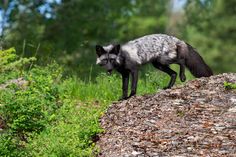 a black and white animal standing on top of a rock