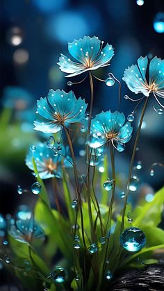 blue flowers with drops of water on them