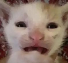 Silly cat scream Sus Cat Face, Surprised Cat Reaction Pic, Ermmm What The Flip Cat, Reaction Pictures Cat, Low Quality Cat Pics, Silly Cat Photos, Holding Back Tears Reaction, Silly Cat Images, Cat Images Funny