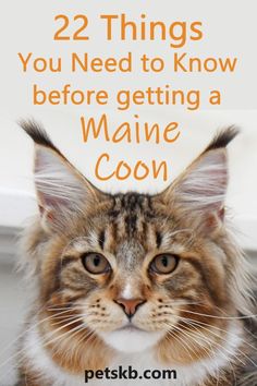 What could you possibly need to be aware of before getting a Maine Coon? Here are 22 important things you need to be aware of  #mainecooncats #mainecooninfo #mainecoonguide Kittens Care, Cat Guide, Maine Coone, Most Popular Cat Breeds, Popular Cat Breeds, Cat Language, Kitty Stuff