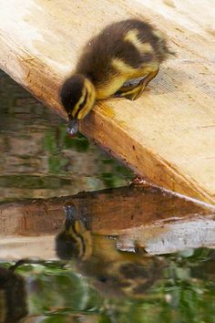 a duckling is sitting on the edge of a dock and looking at its reflection in the water