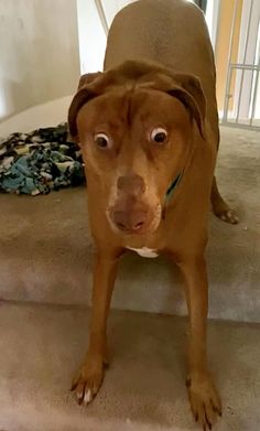 a brown dog sitting on top of a carpeted floor next to a stair case