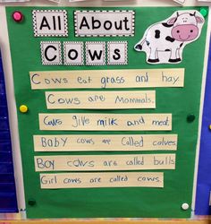 a bulletin board with words and pictures on it that read all about cows, cows eat grass and hay, cows are normal