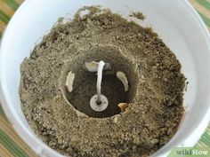 a white bowl filled with dirt on top of a wooden table