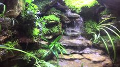 an aquarium filled with lots of green plants and small waterfall in the middle of it