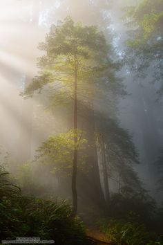 the sun shines through the foggy forest